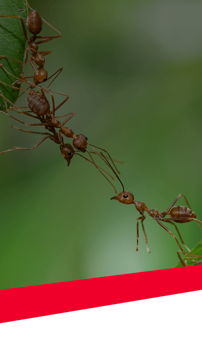 Ant Control Services