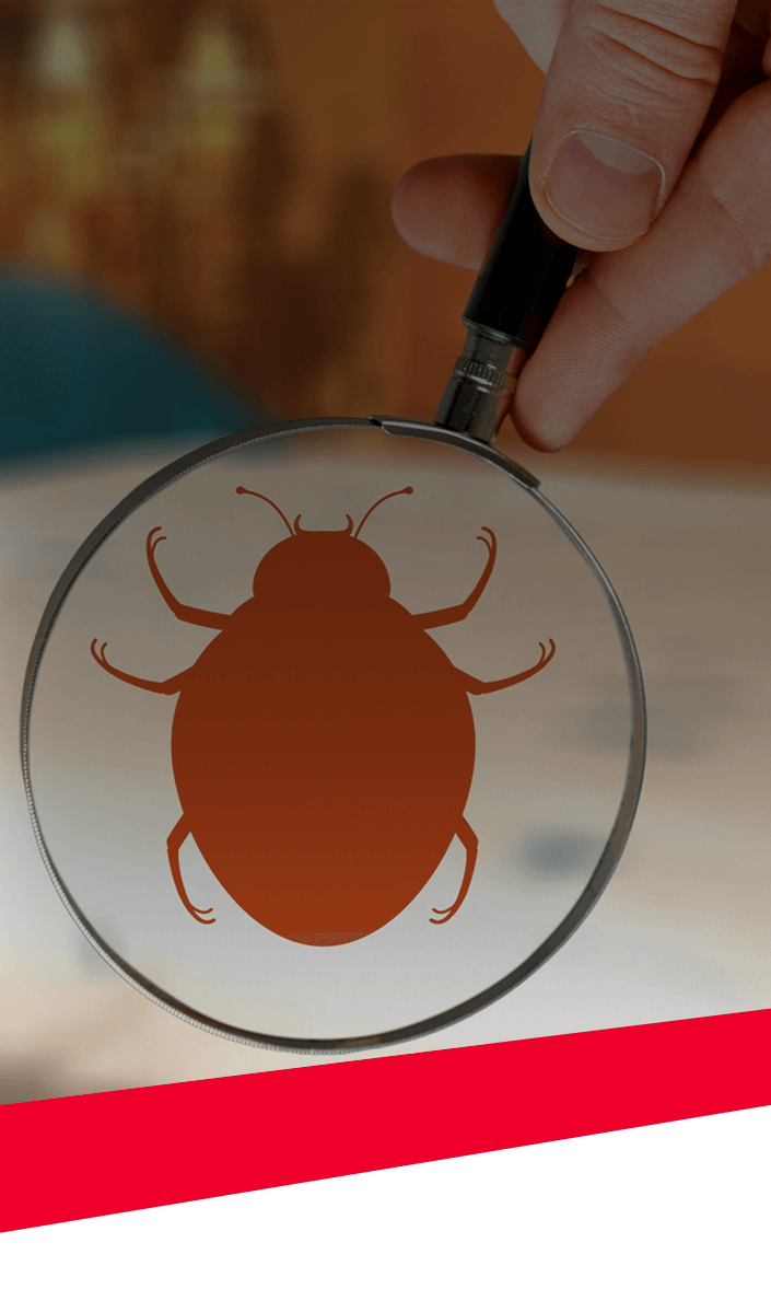 Bed Bug Treatment