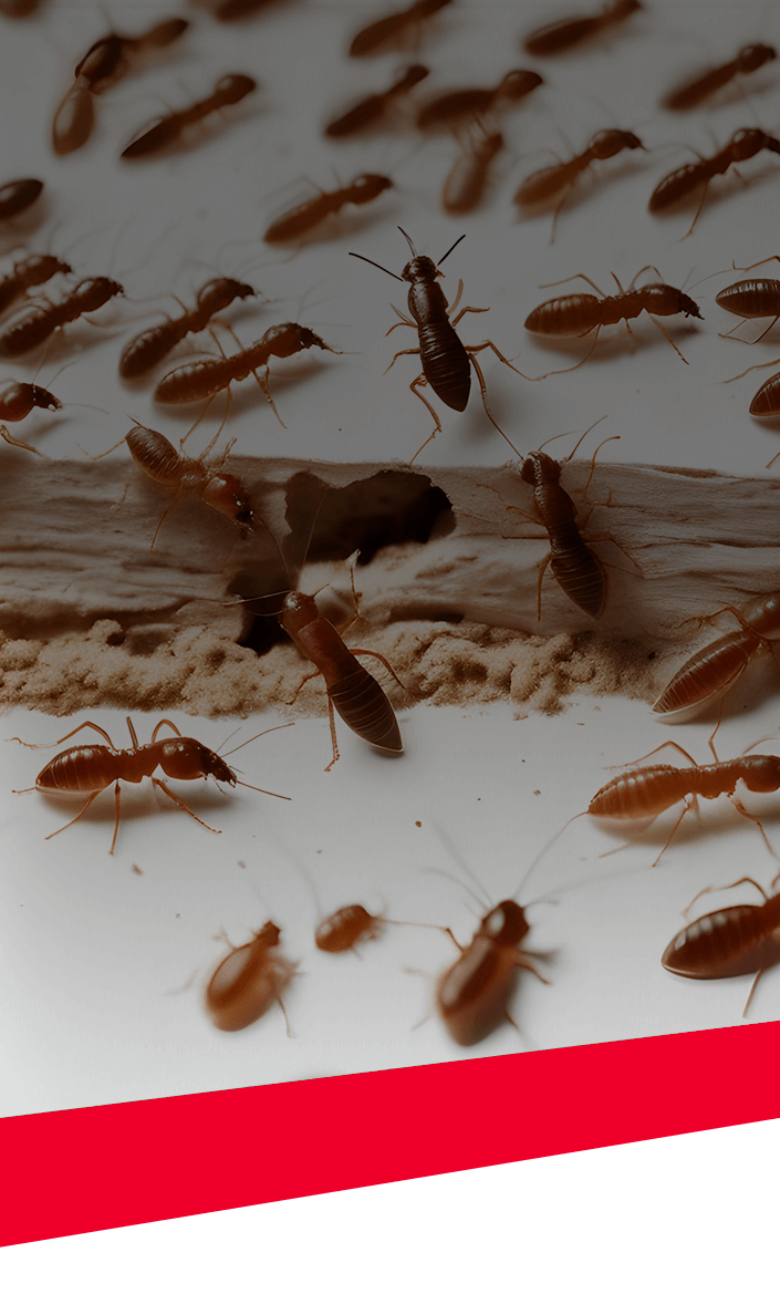 Termite Control