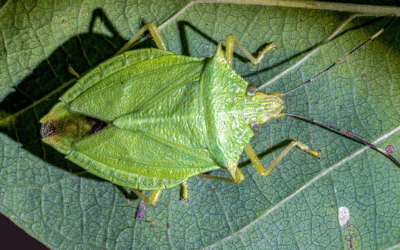 Preparing Your NJ Home for Fall: Stink Bug Defense Tips