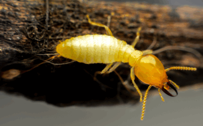 Tackling NJ’s Summer Termite Surge