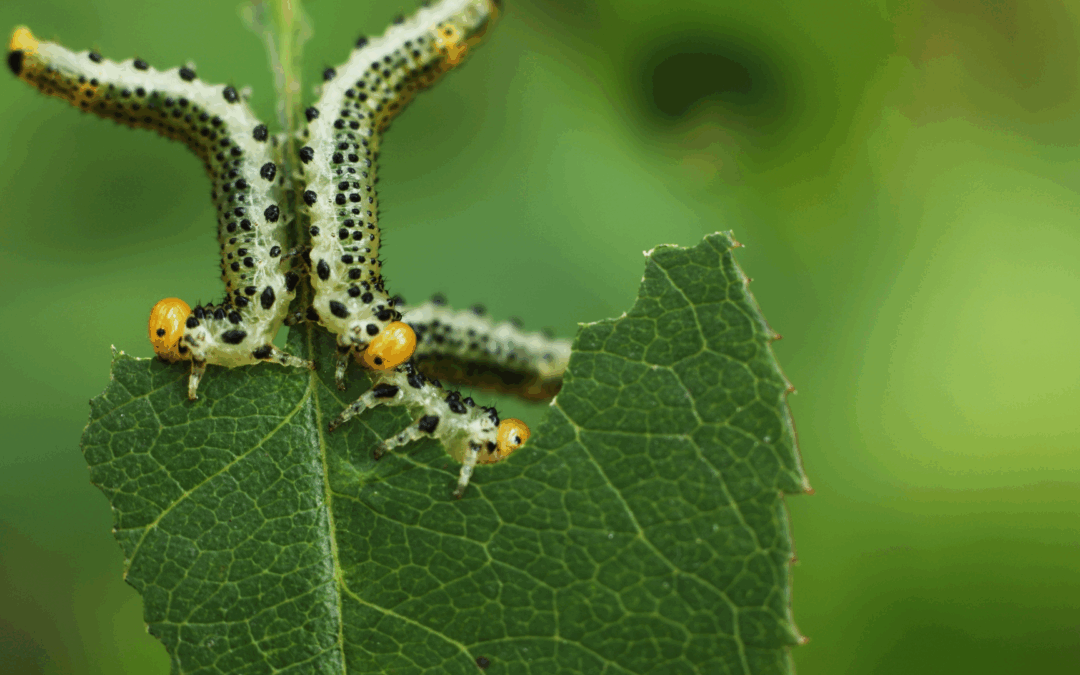 Summer and Fall Weather Pest