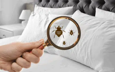 Bed Bug Treatment in Central NJ: Complete Guide to Effective Extermination