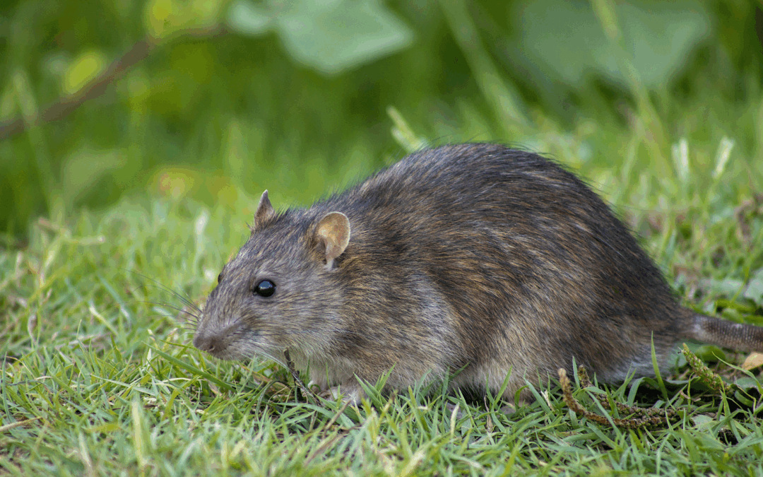 Rodent Control in Central NJ