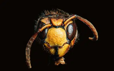 The Dangers of Stinging Insects Around Your Home or Workplace